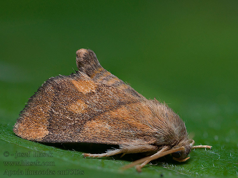 Apoda limacodes