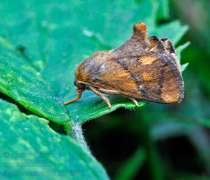 Slimákovec dubový Apoda limacodes