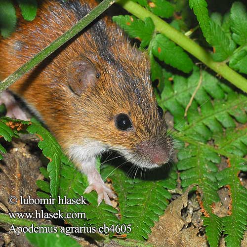 Apodemus agrarius Striped Field Mouse Brandmaus