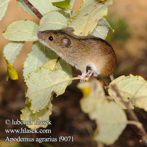 Striped Field Mouse Brandmaus Myšice temnopásá