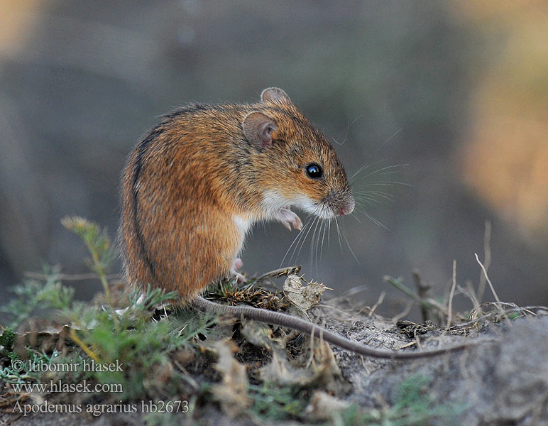 Αγροποντικός Apodemus agrarius Striped Field Mouse