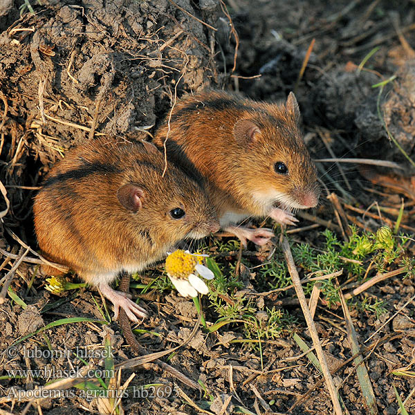 Apodemus agrarius Brandmaus Myšice temnopásá