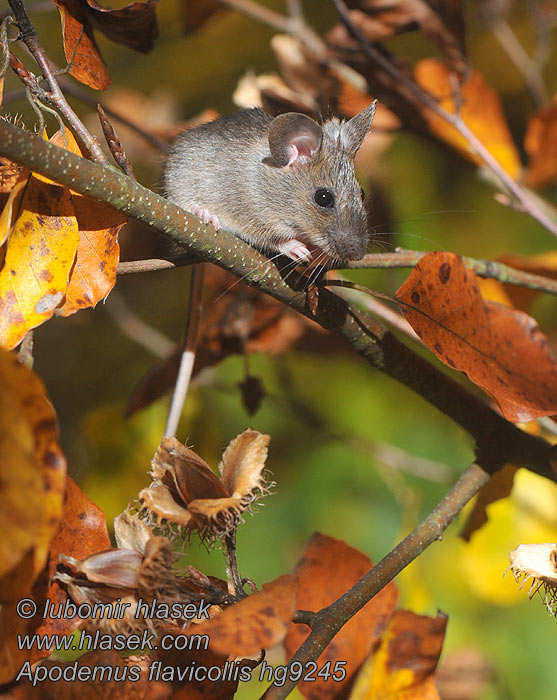 Apodemus flavicollis Halsbåndmus