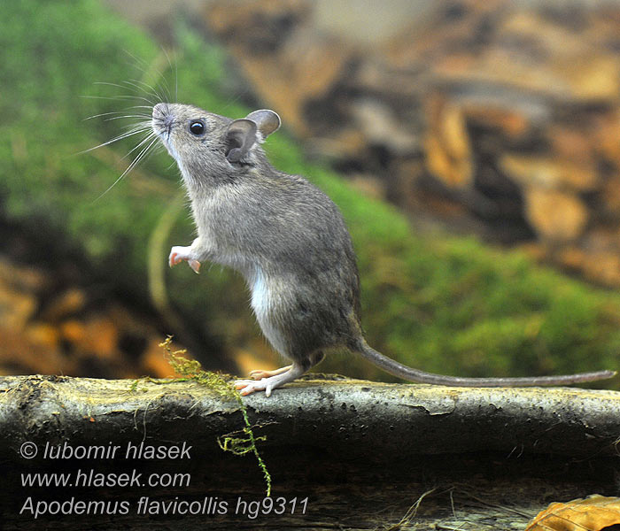 Apodemus flavicollis Mulot collier