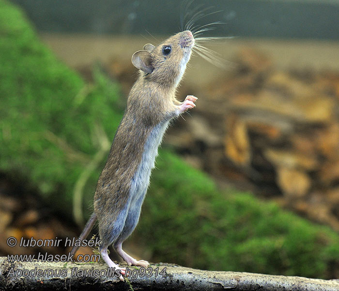 Apodemus flavicollis Grote Bosmuis Geelhalsbosmuis