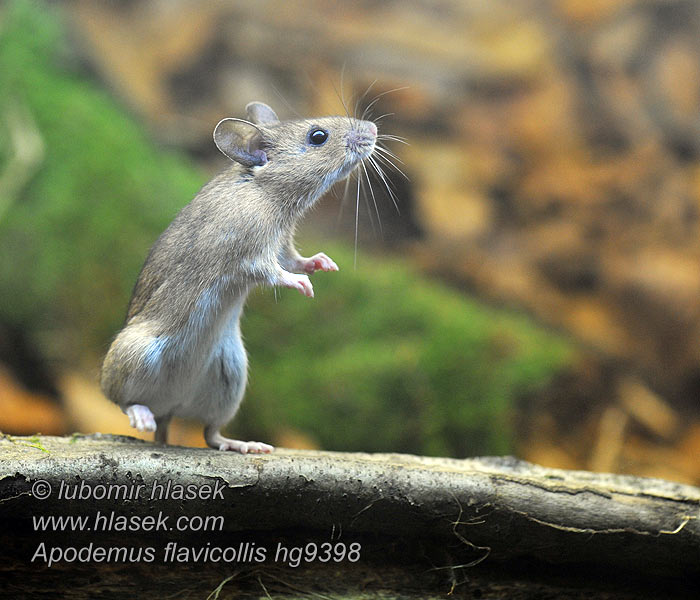 Apodemus flavicollis Sárganyakú erdeiegér erdei egér