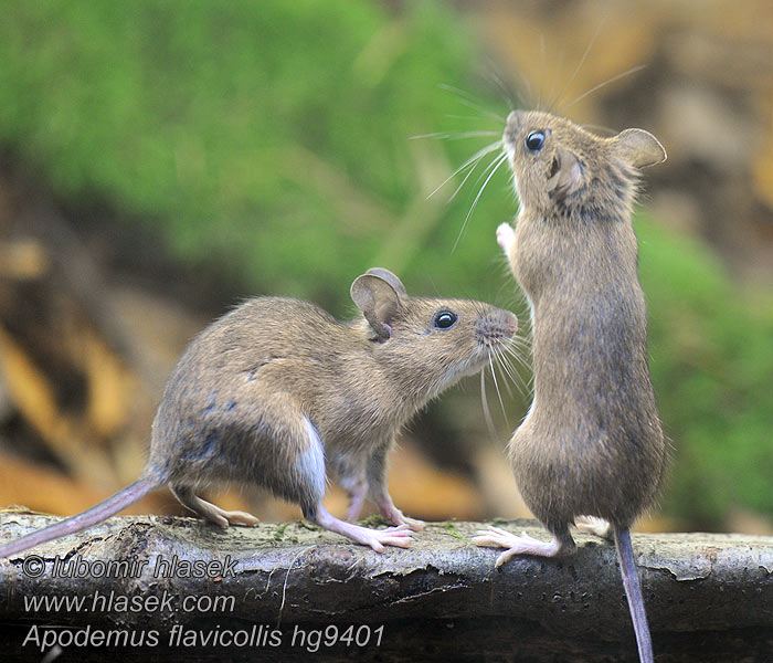 Apodemus flavicollis Gelbhalsmaus