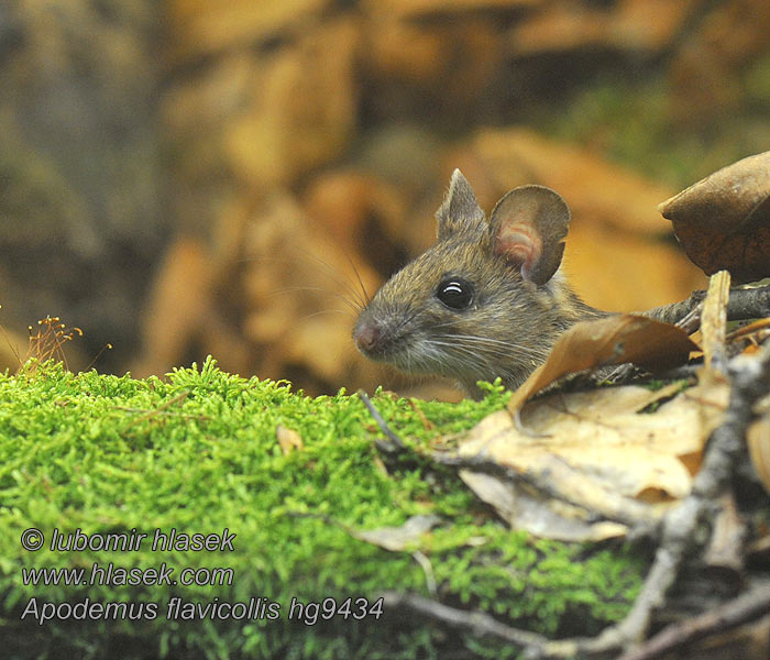 Apodemus flavicollis Ryšavka žltohrdlá