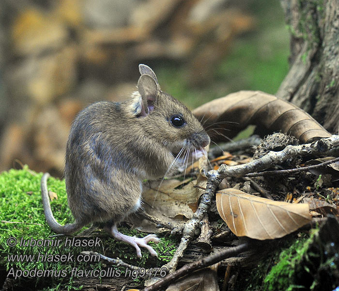 Apodemus flavicollis Ratón leonado