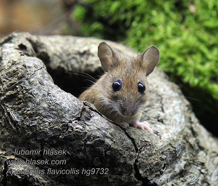 Apodemus flavicollis мышь желтогорлая