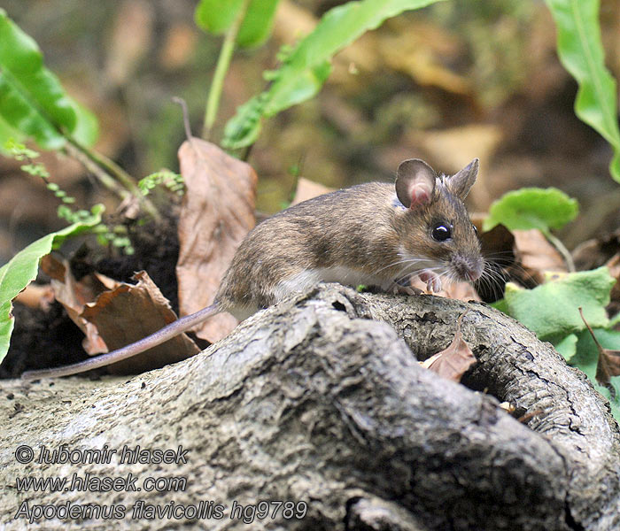 Apodemus flavicollis Stor skogmus