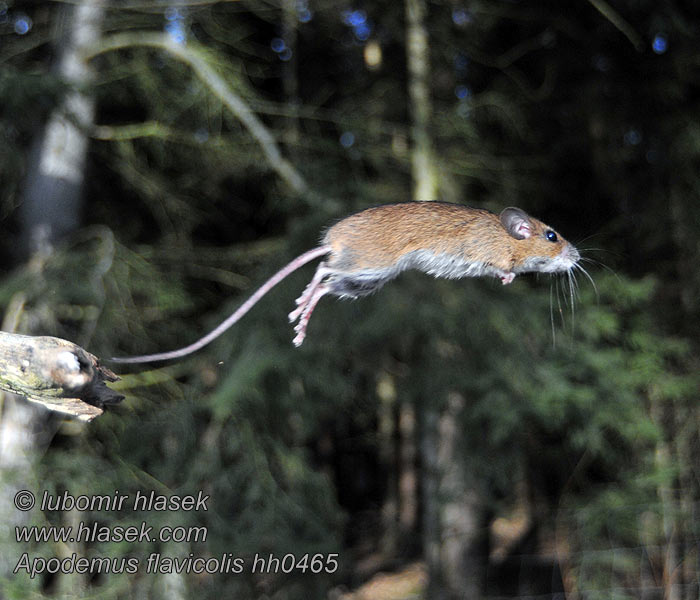 Apodemus flavicollis Yellow-necked mouse Halsbåndmus