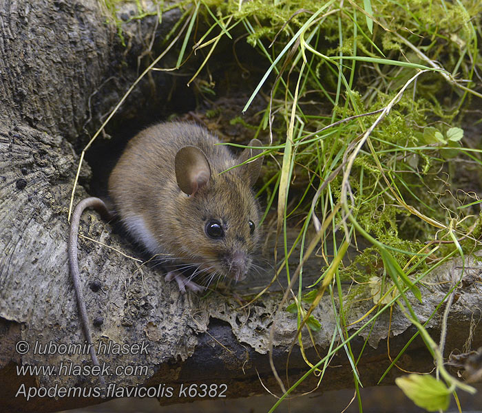 Apodemus flavicollis Grote Bosmuis Geelhalsbosmuis