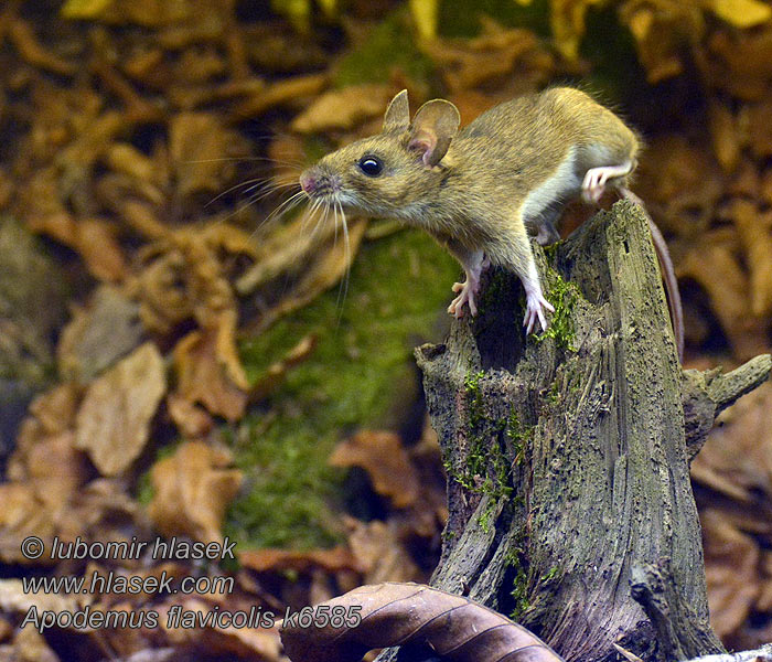 Apodemus flavicollis Större skogsmus мышь желтогорлая