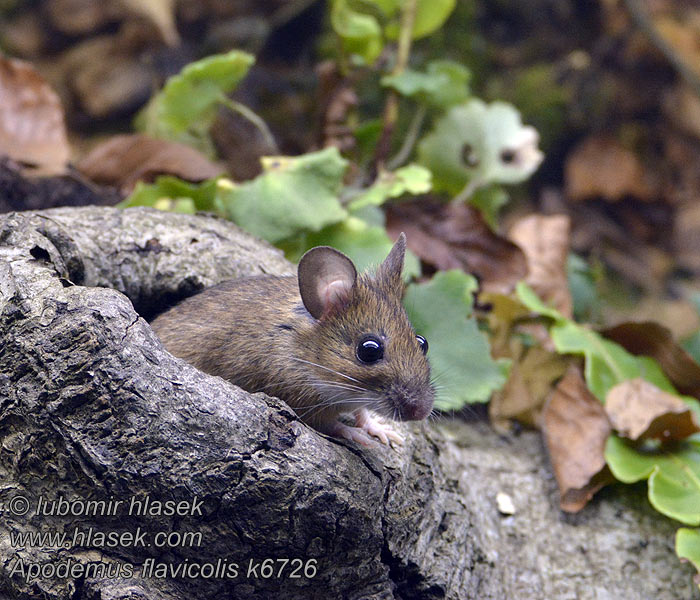 Apodemus flavicollis Yellow-necked mouse Myšice lesní