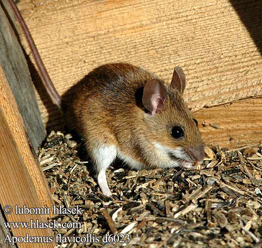 Apodemus flavicollis d6023