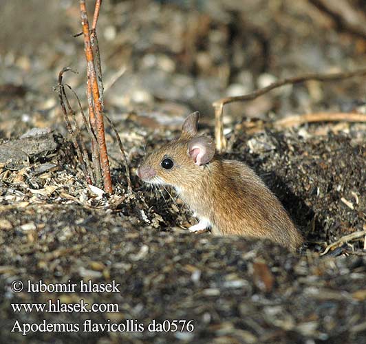 Apodemus flavicollis da0576