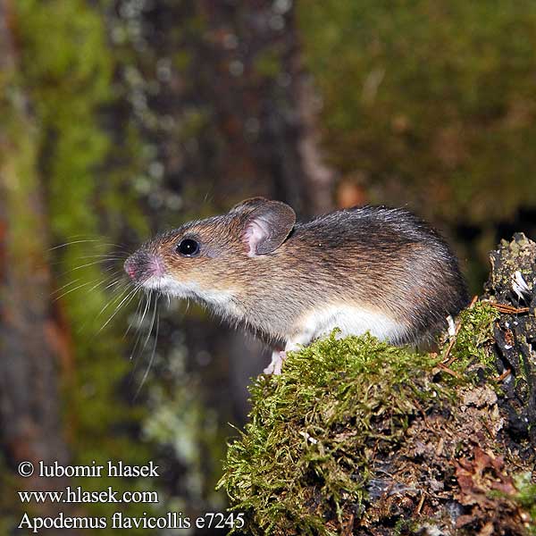 Apodemus flavicollis e7245