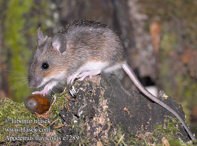 Apodemus flavicollis e7289