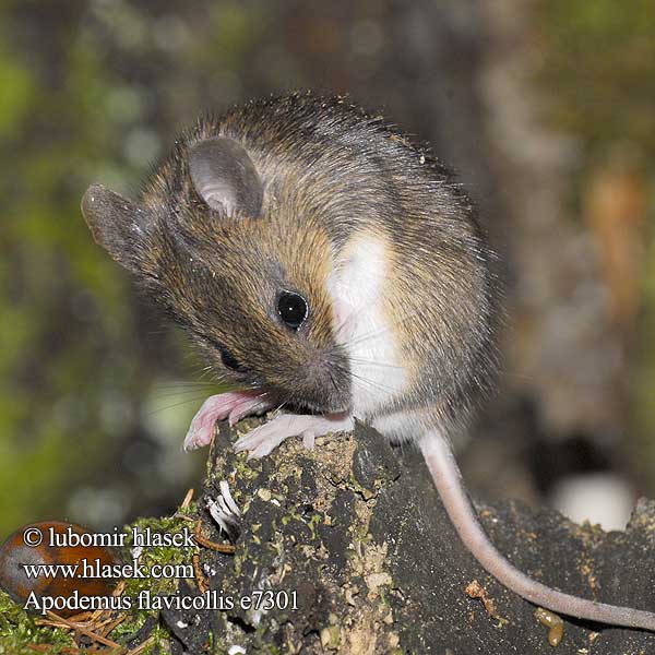 Apodemus flavicollis e7301