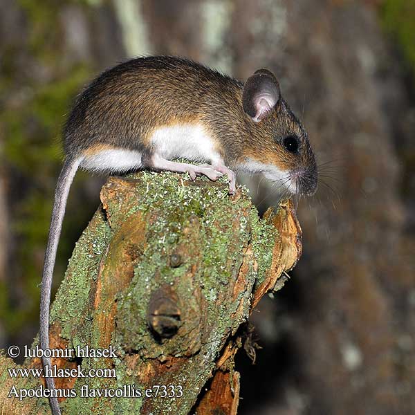 Ratón leonado Större skogsmus мышь желтогорлая アカネズミ Stor skogmus