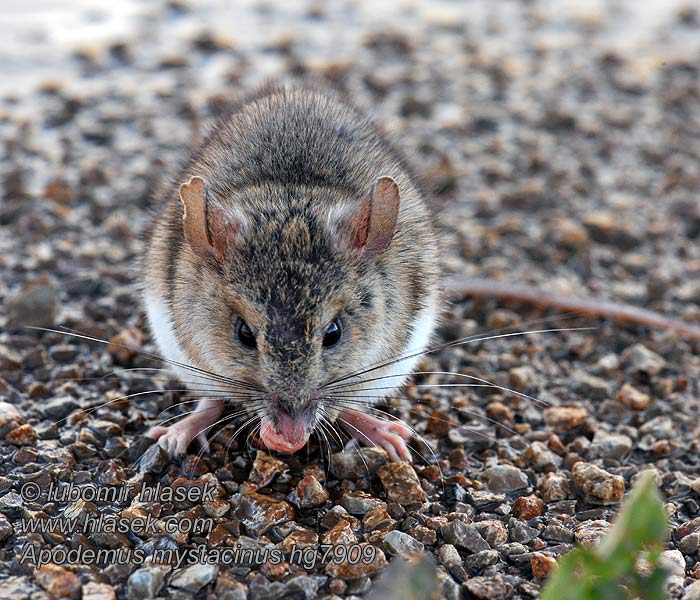 Apodemus mystacinus Felsenmaus