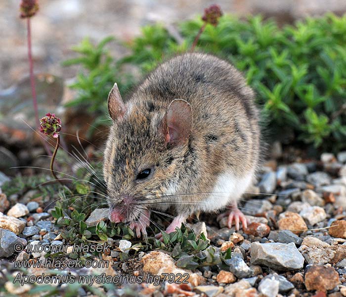 Apodemus mystacinus Oostelijke rotsmuis