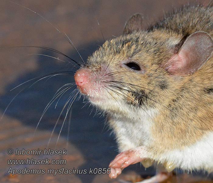 Apodemus mystacinus Topo selvatico rupestre