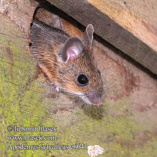 Waldmaus Ratón de campo Myšice křovinná Ryšavka obyčajná