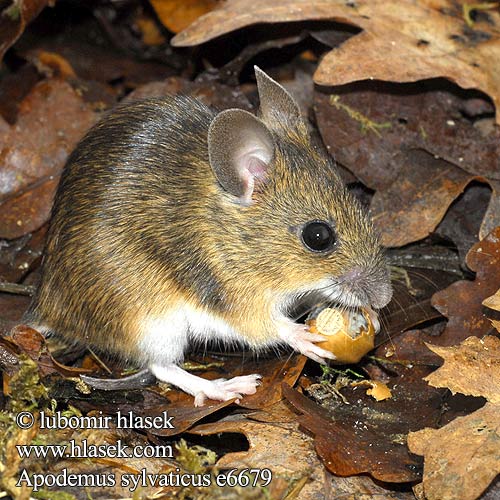 Sylvaemus Mysz zaroślowa Мышь лесная европей