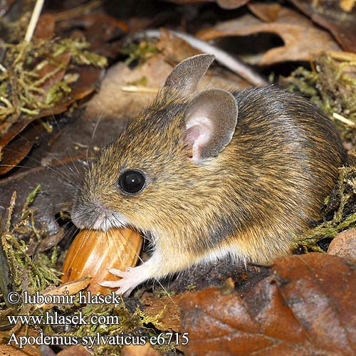Wood Mouse Mulot sylvestre Waldmaus Ratón de campo