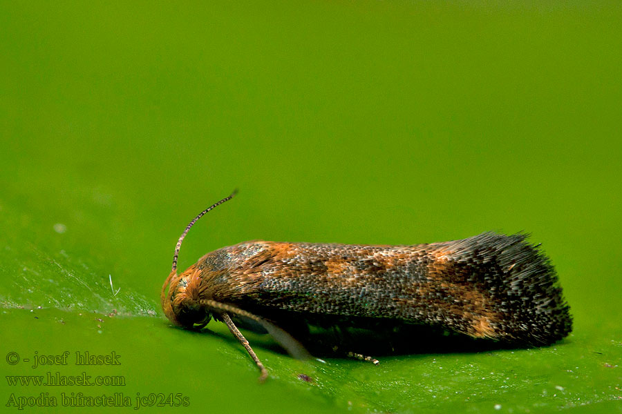 Apodia bifractella