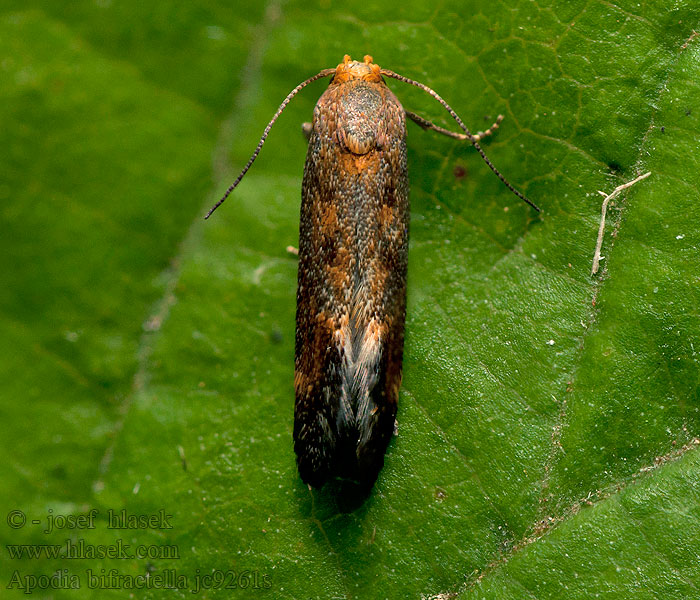 Apodia bifractella