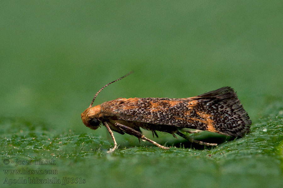 Выемчатокрылая моль Apodia bifractella