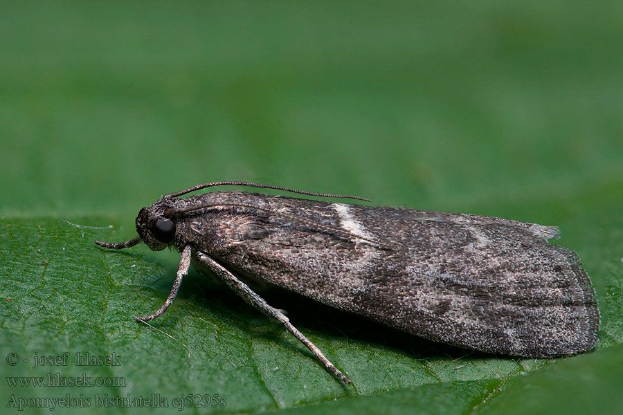 Apomyelois bistriatella