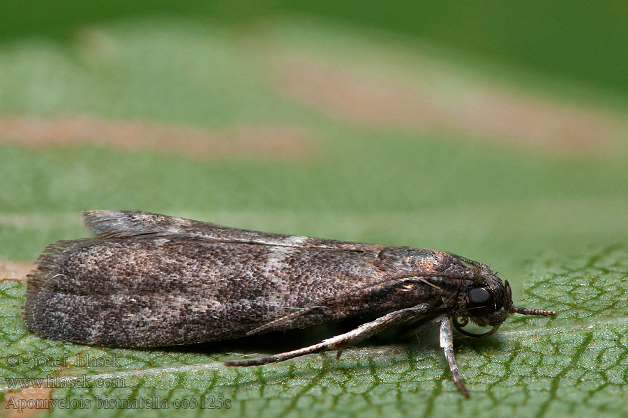 Apomyelois bistriatella