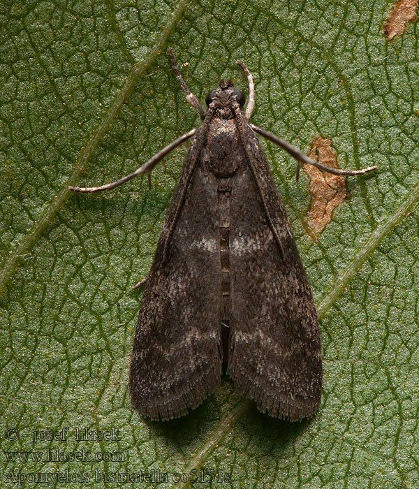 Apomyelois bistriatella