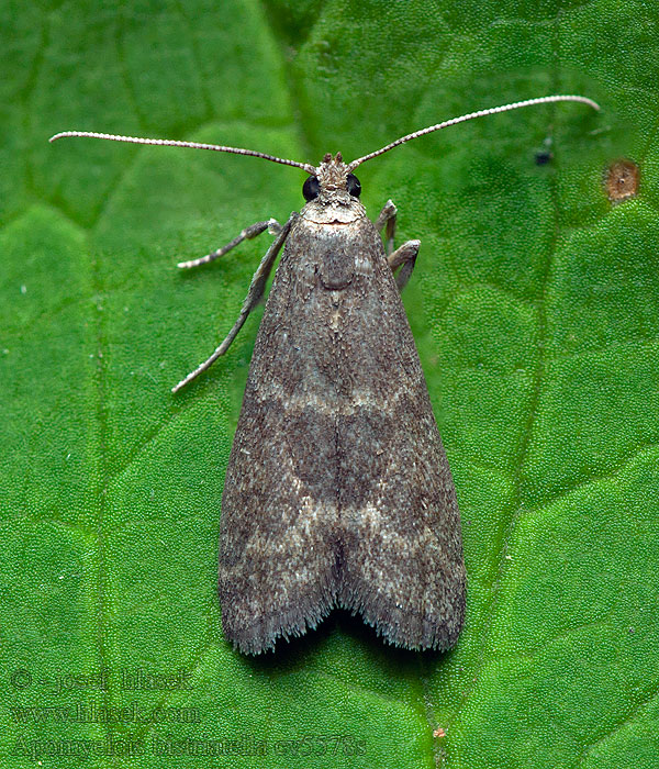 Apomyelois bistriatella