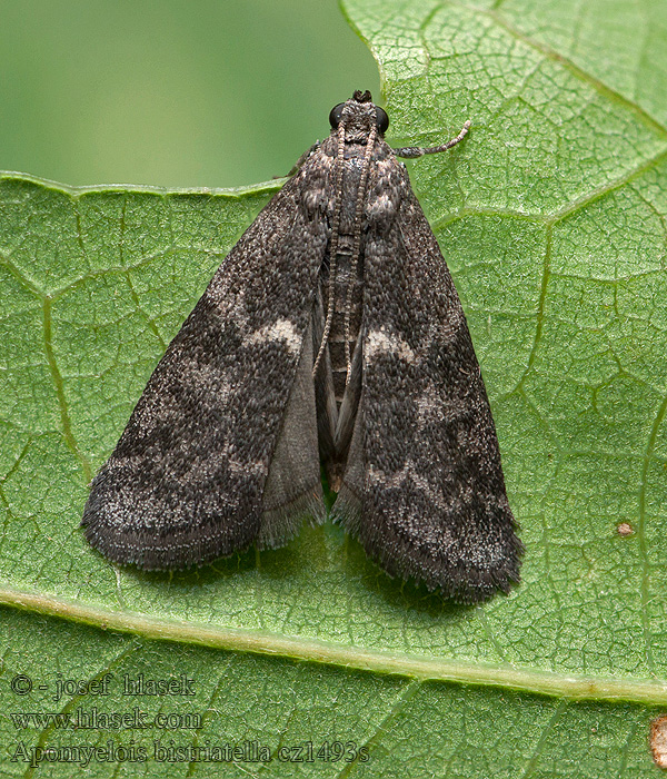 Apomyelois bistriatella