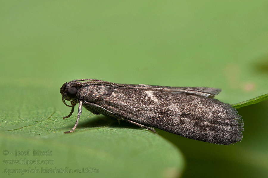 Apomyelois bistriatella