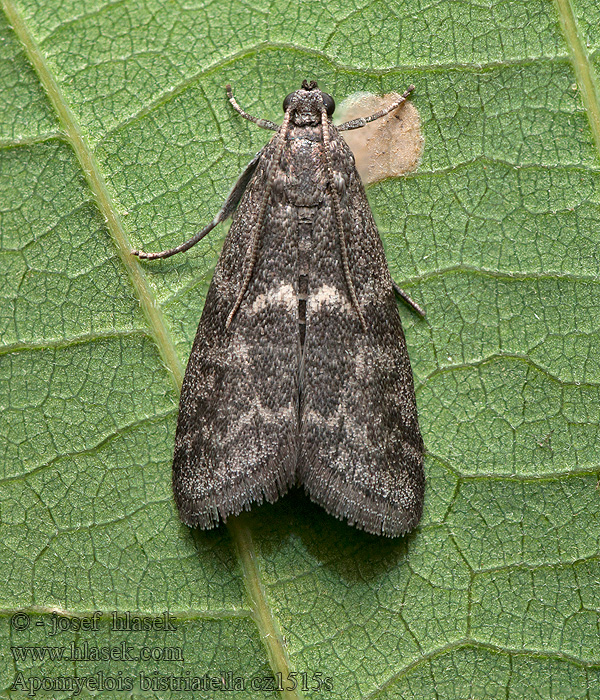 Apomyelois bistriatella