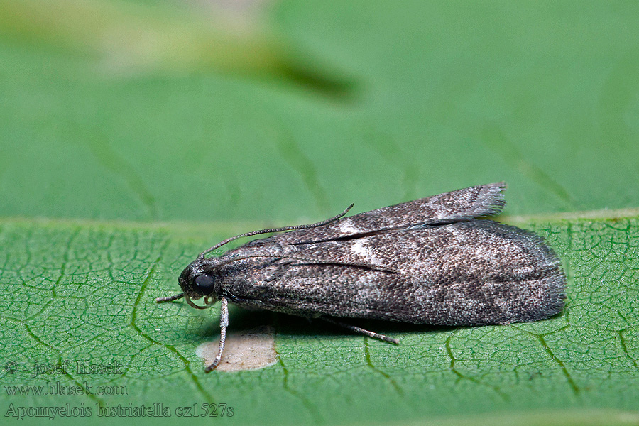 Apomyelois bistriatella