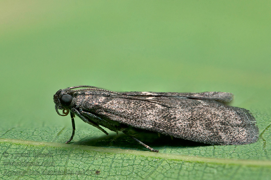 Apomyelois bistriatella