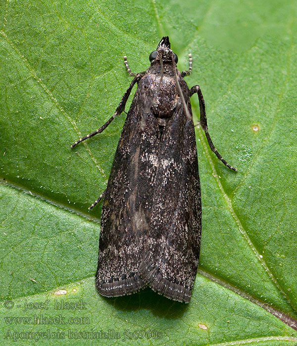 Apomyelois bistriatella