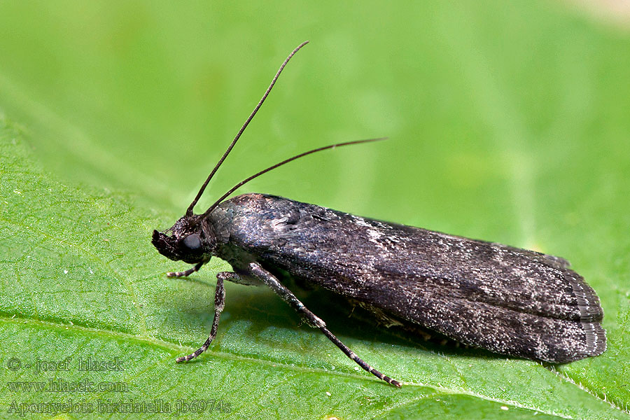 Apomyelois bistriatella