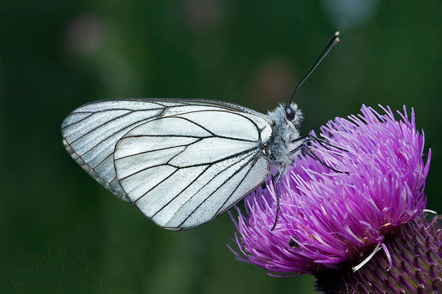 Glogov belin Aporia crataegi