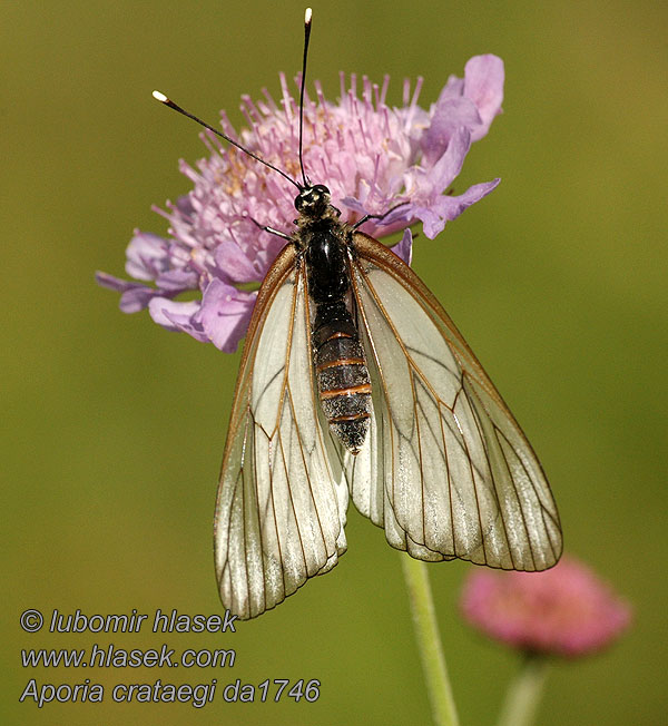 Aporia crataegi