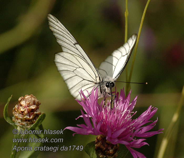 Aporia crataegi