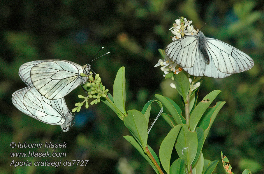 Aporia crataegi