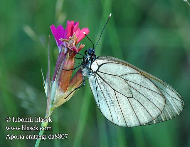 Aporia crataegi bělásek ovocný Hagtornsfjäril Бяла